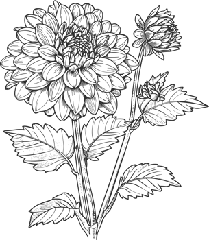 Dahlia clipart design illustration png