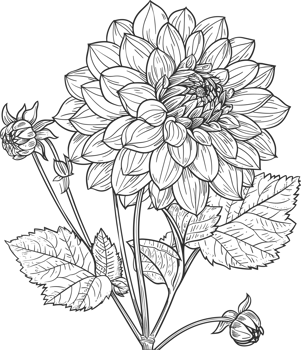 Dahlia clipart design illustration png