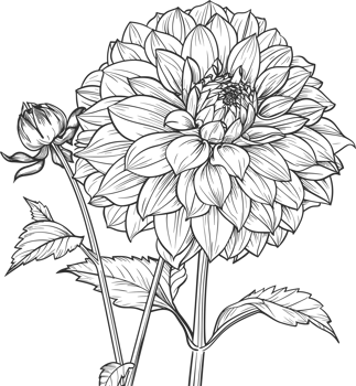 Dahlia clipart design illustration png