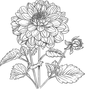 Dahlia clipart design illustration png