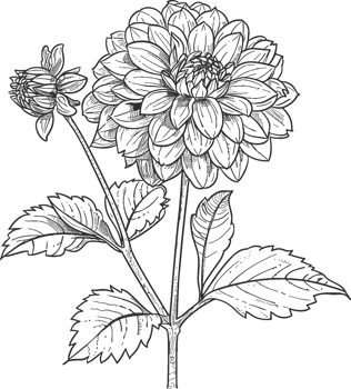 Dahlia clipart design illustration png