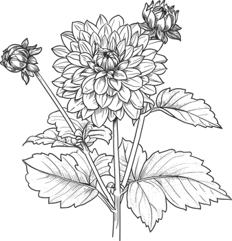 Dahlia clipart design illustration png