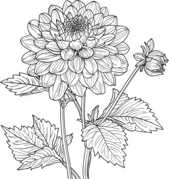 Dahlia clipart design illustration png