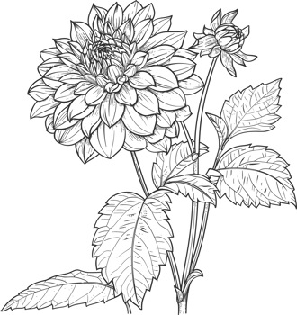 Dahlia clipart design illustration png