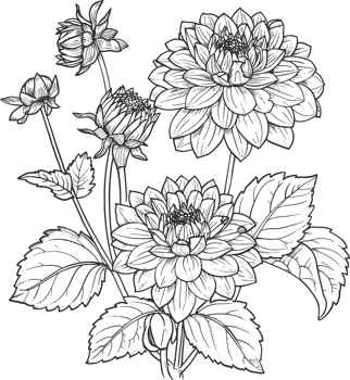 Dahlia clipart design illustration png
