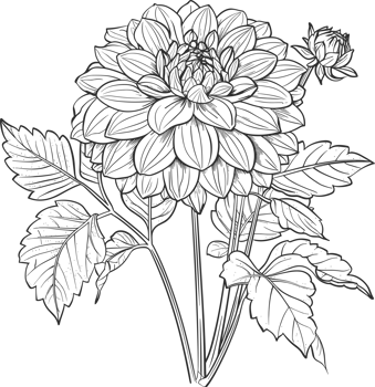 Dahlia clipart design illustration png