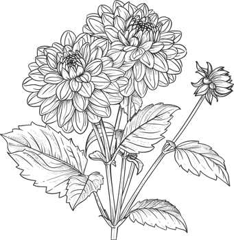 Dahlia clipart design illustration png