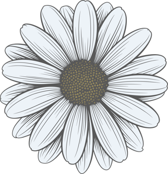 Daisy flower hand drawn design illustration png