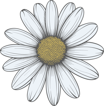 Daisy flower hand drawn design illustration png