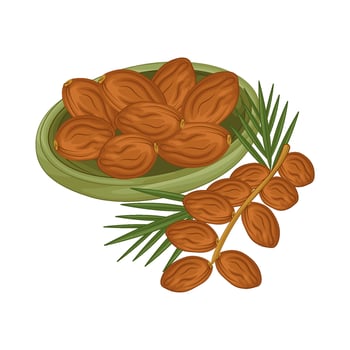 Illustration of kurma vector