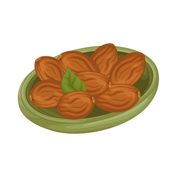 Illustration of kurma vector