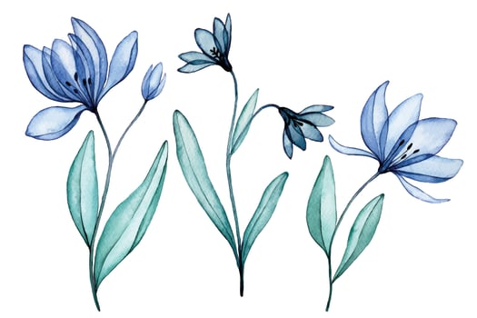 transparent flowers, watercolor drawing. blue wildflowers, x-ray vector