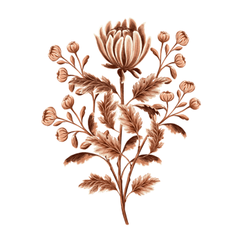 Flower chrysanthemum in watercolor, monochrome, isolated on white background. Hand drawn botanical illustration in brown color. Vintage floral drawing template for wallpaper, textile, scrapbooking. png