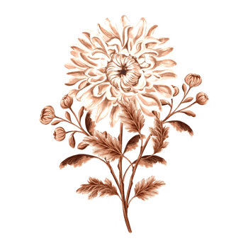 Flower chrysanthemum in watercolor, monochrome, isolated on white background. Hand drawn botanical illustration in brown color. Vintage floral drawing template for wallpaper, textile, scrapbooking. png