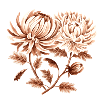 Chrysanthemum flower bouquet watercolor, monochrome, isolated on white background. Hand drawn botanical illustration brown color. Vintage floral drawing template for wallpaper, textile, scrapbooking. png