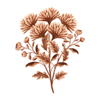 Chrysanthemum flower bouquet watercolor, monochrome, isolated on white background. Hand drawn botanical illustration brown color. Vintage floral drawing template for wallpaper, textile, scrapbooking. png