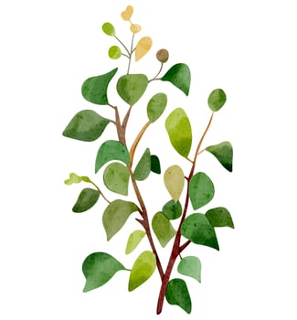 Watercolor tree branch. Hand drawn bush. Watercolor woodland. Watercolor nature element vector