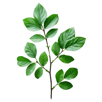 Vibrant green leaves on a branch isolated on transparent background png
