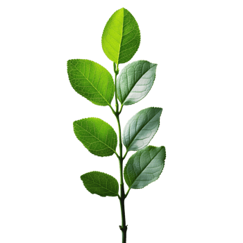 Green leafy branch isolated on a transparent background png