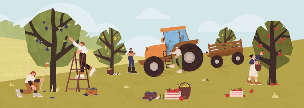 People gathering fruits in orchard. Farmers picking ripe apples, plums, pears from trees in garden wooden baskets. Gardeners men and women collecting harvest using ladder and tractor. Agriculture work vector