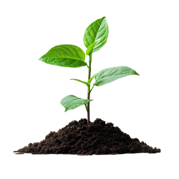 Young plant growing from soil isolated. Green plant growing from dirt to signify new beginnings, transition to green energy and biodiversity. Plant in soil png
