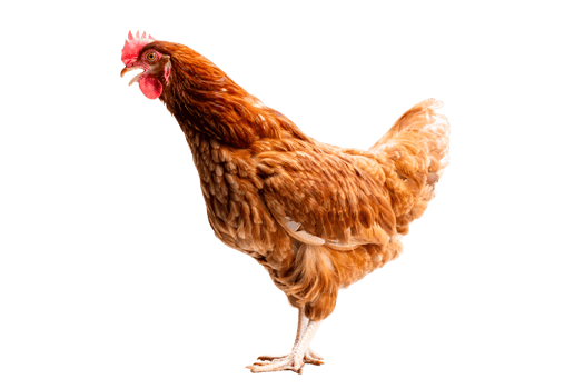 Chicken, Full body of brown chicken hen standing isolated transparent background, Laying hens farmers concept, File png