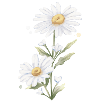 Daisy Flower Watercolor Isolated png