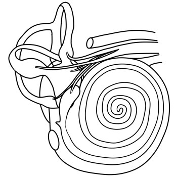 Inner ear is the innermost ear of vertebrates. png