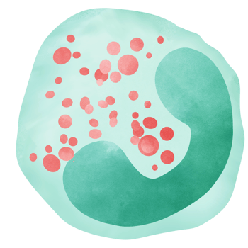 Eosinophils are white blood cells that contain granules. png