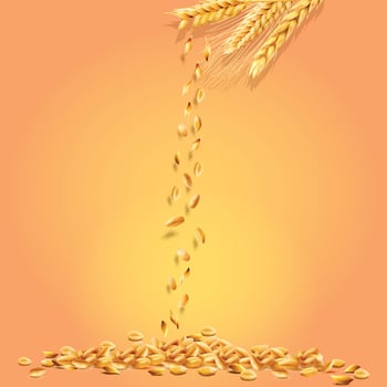 Realistic Wheat with Background vector