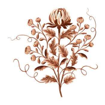 Flower chrysanthemum in watercolor, monochrome, isolated . Hand drawn botanical illustration in brown color. Vintage floral drawing template for wallpaper, textile, scrapbooking. png