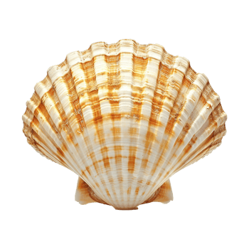 Sea shell isolated on transparent background png