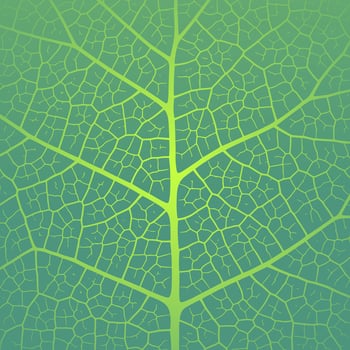 Leaf vein texture abstract background with close up plant leaf cells ornament texture pattern. vector