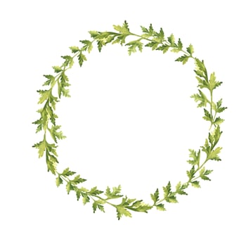 Parsley plant wreath. Hand drawn botanical watercolor herb illustration isolated on white background. Can be used for cards, logos and food design. Vintage stile. vector