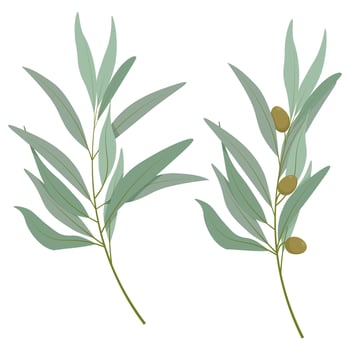 Set of two different olive tree branches vector