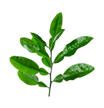 green beans isolated on white, branch of a plant, a green lemon plant branch with leaves on it transplant backgrounds, png