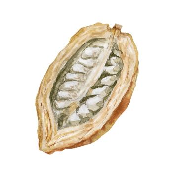 Watercolor illustration of cocoa beans. Hand drawn watercolor illustration. png