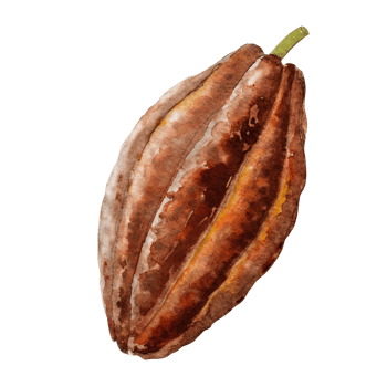 Watercolor illustration of cocoa beans. Hand drawn watercolor illustration. png