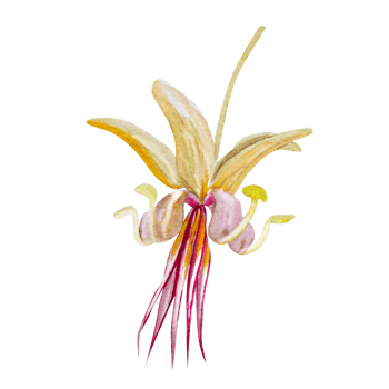 Cocoa flower watercolor illustration png