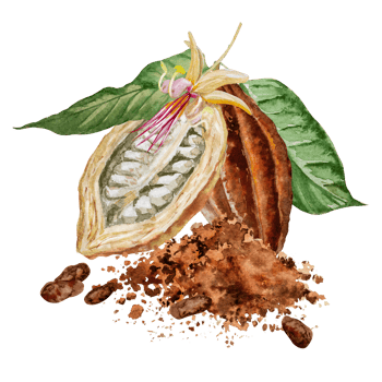 Watercolor illustration of chocolate, cocoa ingredients with cocoa beans, fresh cocoa pods and cocoa mass. png