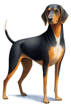 , Black and Tan Virginia Foxhound stand isolated on transparent background png