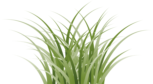 grass clipart transparent background png