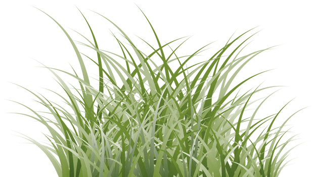 grass clipart transparent background png