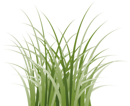 grass clipart transparent background png