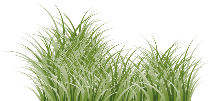 grass clipart transparent background png