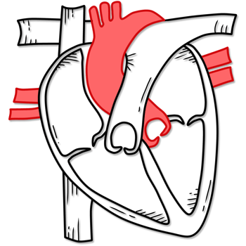 illustration of human heart anatomy created by black and red line png