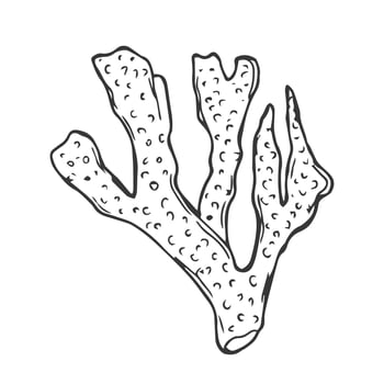 isolated simple contour coral template. Colorless black line coral branch outline doodle sketch. vector