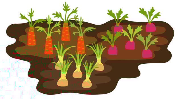 Vegetable beds. Summer garden. Carrot, radish, onion. Garden sprouted plants. isolated illustration vector