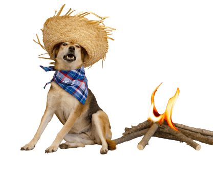 dog dressed for the June festivities in Brazil png