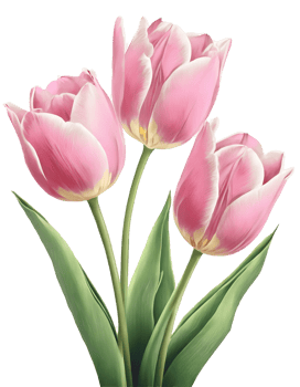Illustration of easter pink tulips png